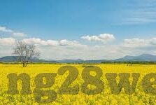 足球比分168-足球比分168，绿茵场上的数字传奇与激情交响